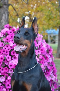 Doberman Kanada.jpg 2