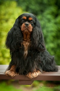 KC Spanijel Ceska.jpg 2