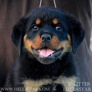 11997999_10207600156424922_392069707_n