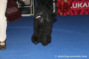 pudle ceska.JPG 4