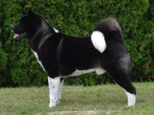 11933451_998211896895490_6362812963436306633_n