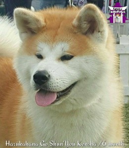 12270584_10207180034234415_1085889009_n