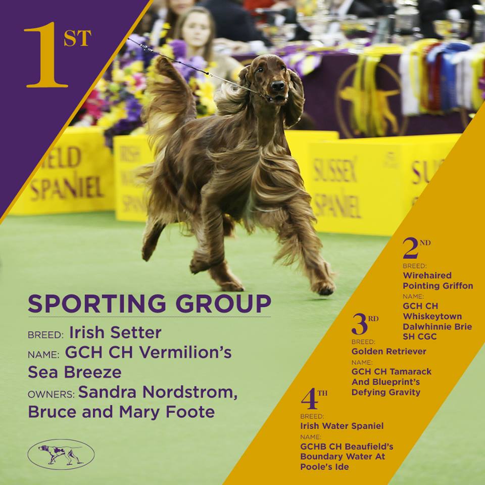 ResultsThe 141st Annual Westminster Kennel Club Dog Show Jelena Dogshows