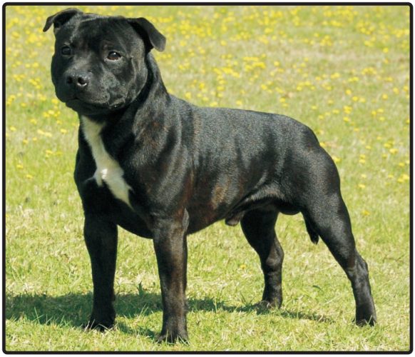 a staffordshire bull terrier