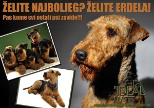 erdel-ideal-airedale-flajer