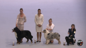 junior_handler_11june