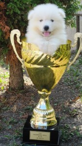 samojed