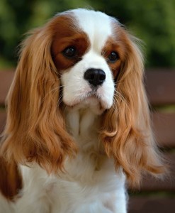 KC Spanijel Ceska.jpg 3