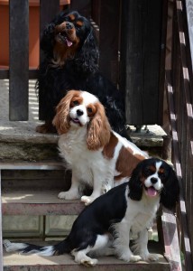 KC Spanijel Ceska.jpg 4