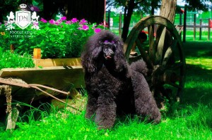 12312163_1047652645274430_1135171383_n