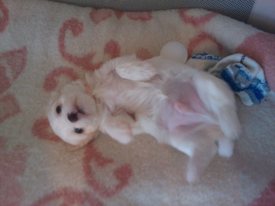 14169644_347080925680532_1090080791_n