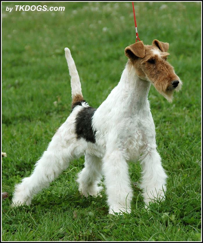Kennel “Of Blue Killarney” Jelena Dogshows