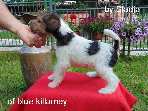 wire haired fox terrier for sale