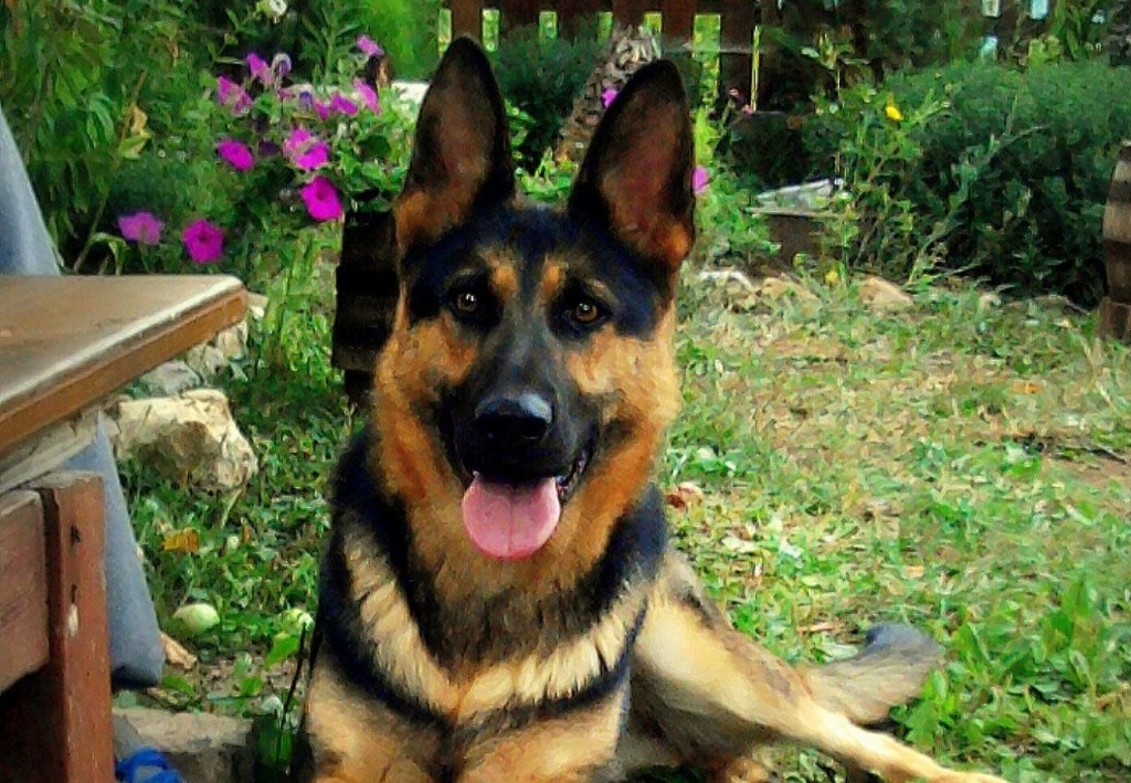 Kennel “Von Haus Vraneš”