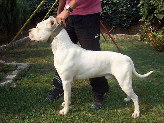 Puppies for Sale-Dogo Argentino