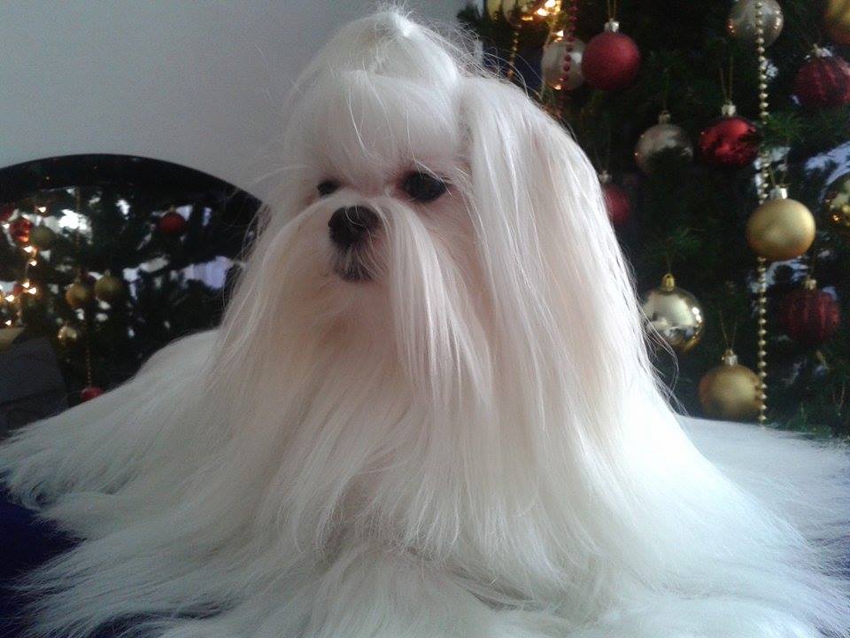 Puppies for Sale-Maltese