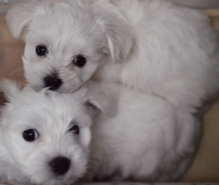 Puppies for Sale-Maltese