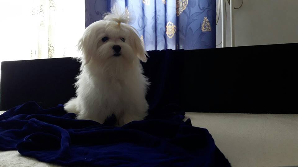 Puppies for Sale-Maltese