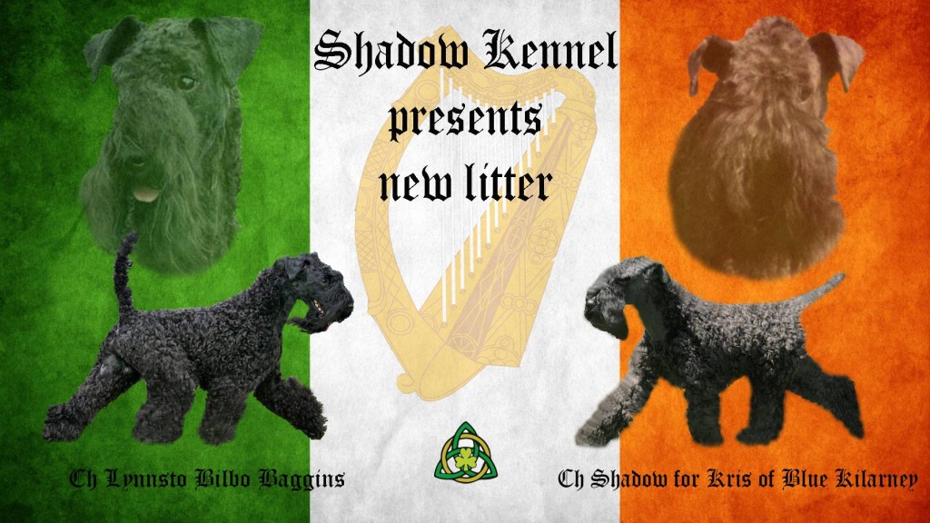 Puppies for Sale-Kerry Blue Terrier