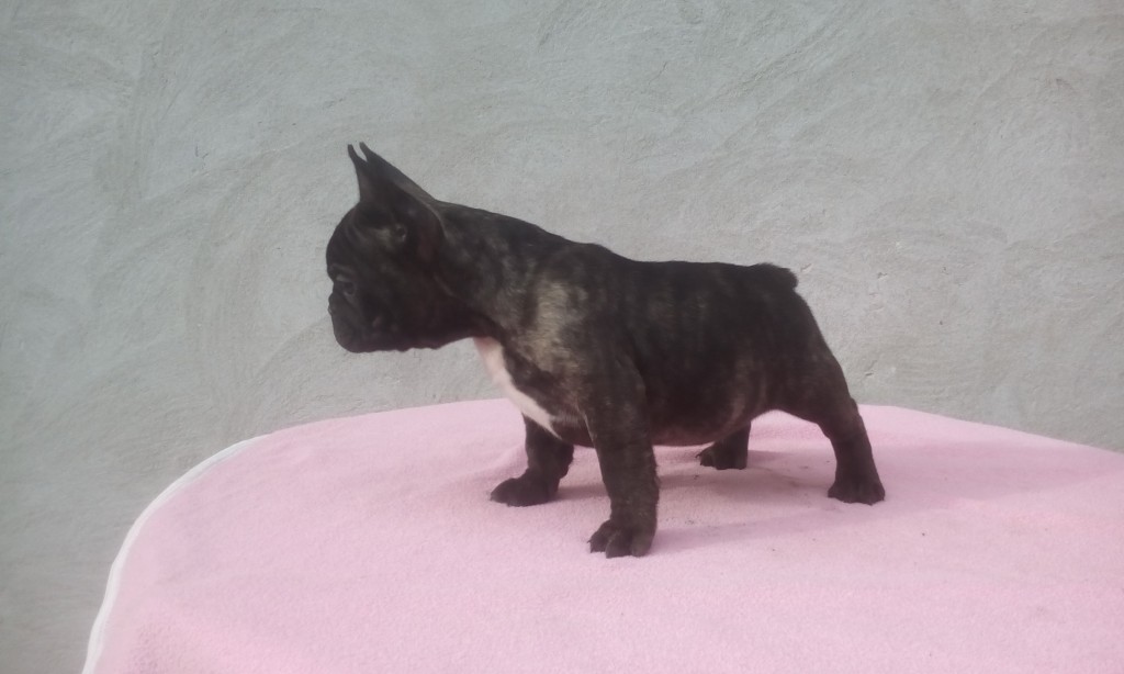 Puppies for Sale-French Bulldog