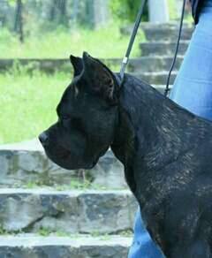 Puppies for Sale-Cane Corso | Jelena Dogshows