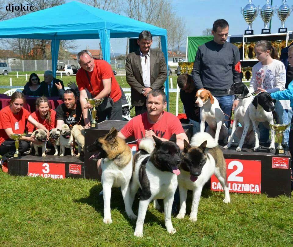 Dogs for Sale-American Akita