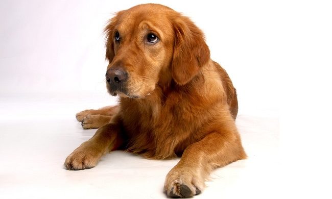 Skin Diseases In Dogs-5 Common Problems