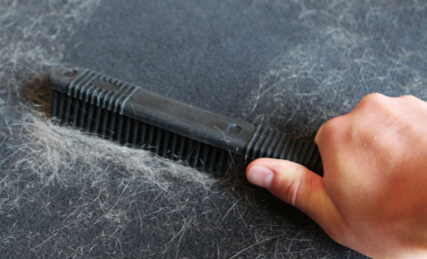 How to Get Rid Of Dog Hair