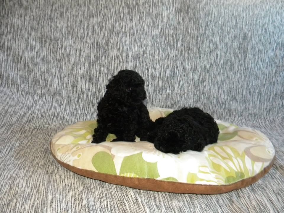 Puppies for Sale-Poodle (Toy and Miniature)