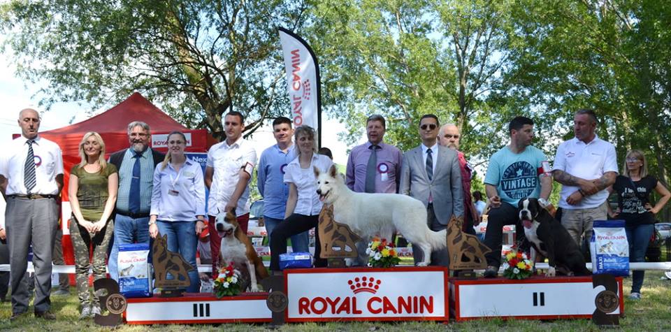 Results-Specialty Dog Show for FCI Groups: I, II, III, -Kovin (Serbia)-June 11th 2017