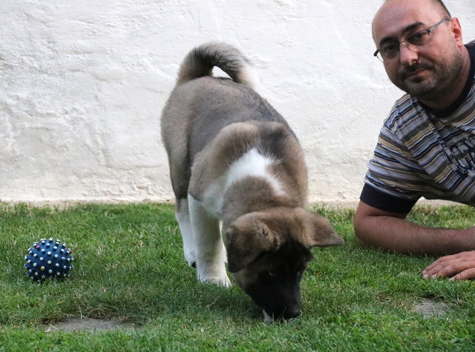 Puppies for Sale-American Akita