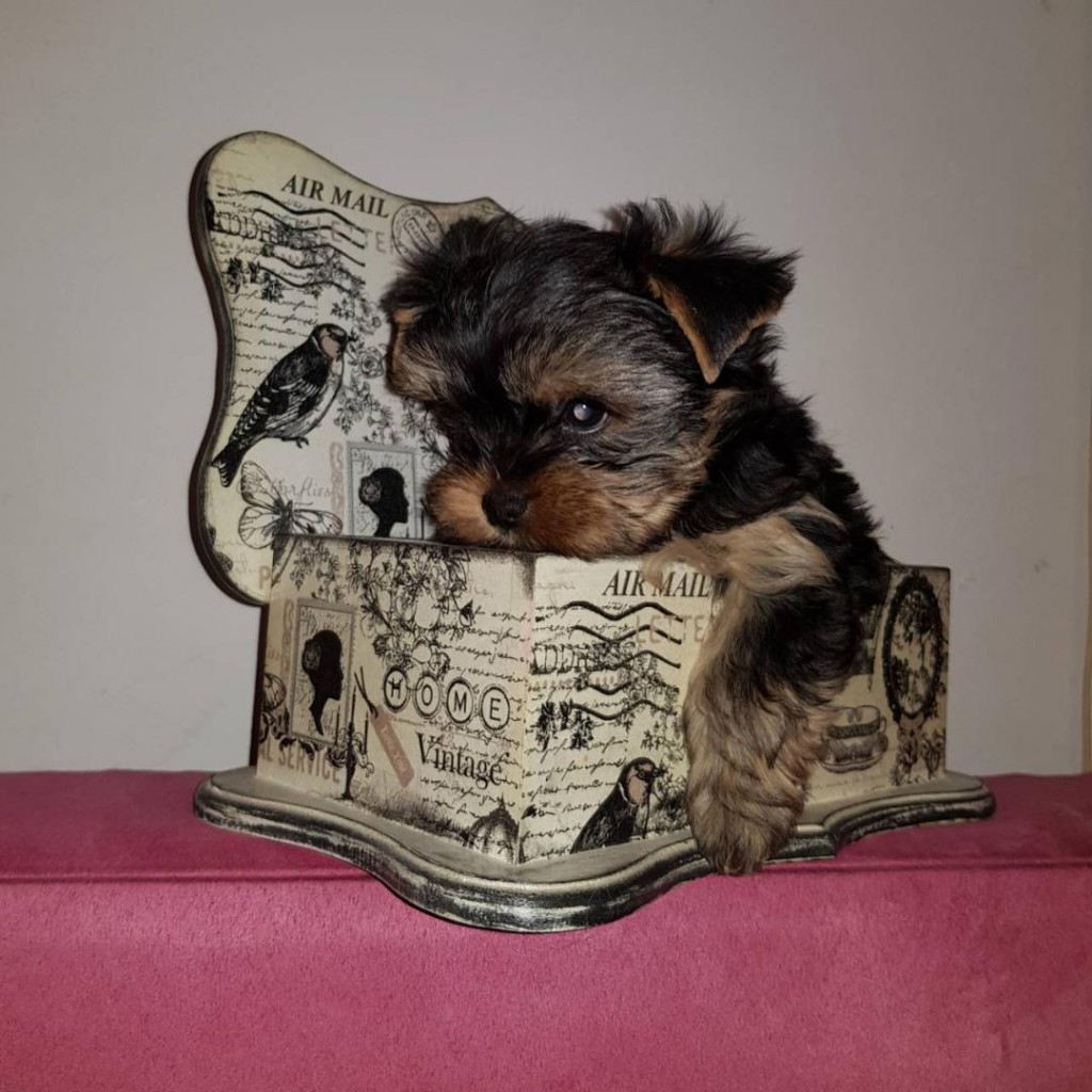Puppies for Sale-Yorkshire Terrier