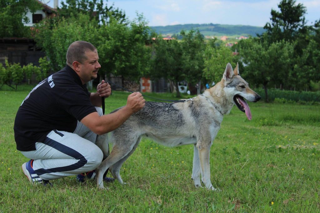 Dog for Sale-Czechoslovakian Wolfdog