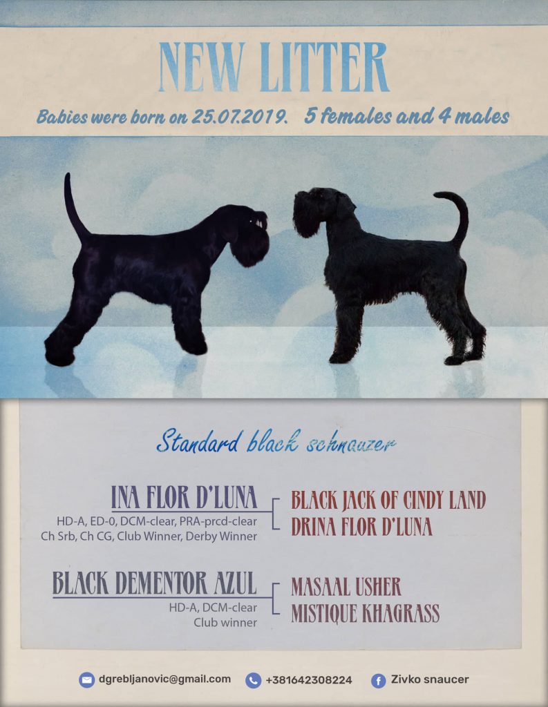 Puppies for Sale-Standard Black Schnauzer