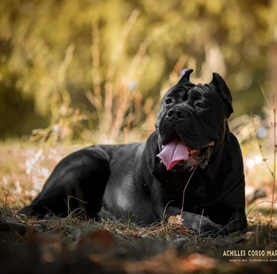 Puppies for Sale-Cane Corso