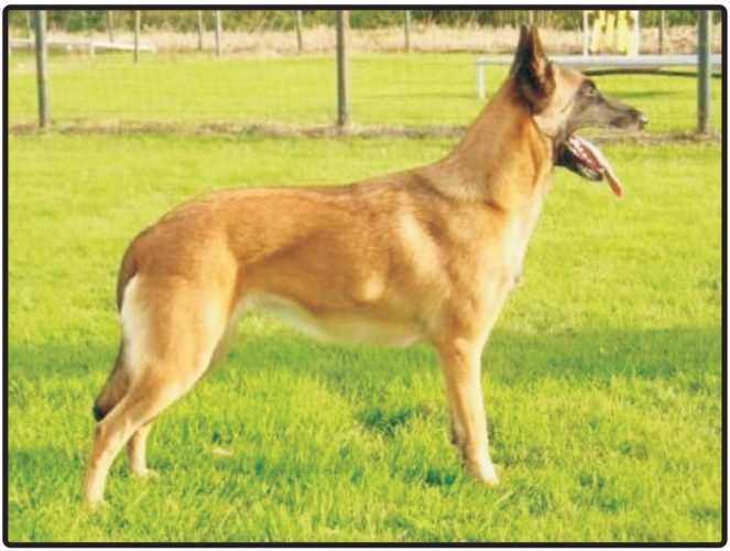 Belgian Shepherd Dog MALINOIS