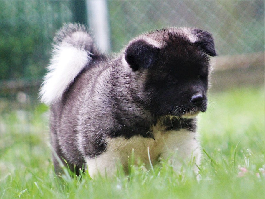 American Akita-Puppies and Dogs for Sale