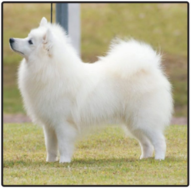 Japanese Spitz Puppies And Dogs For Sale Jelena Dogshows