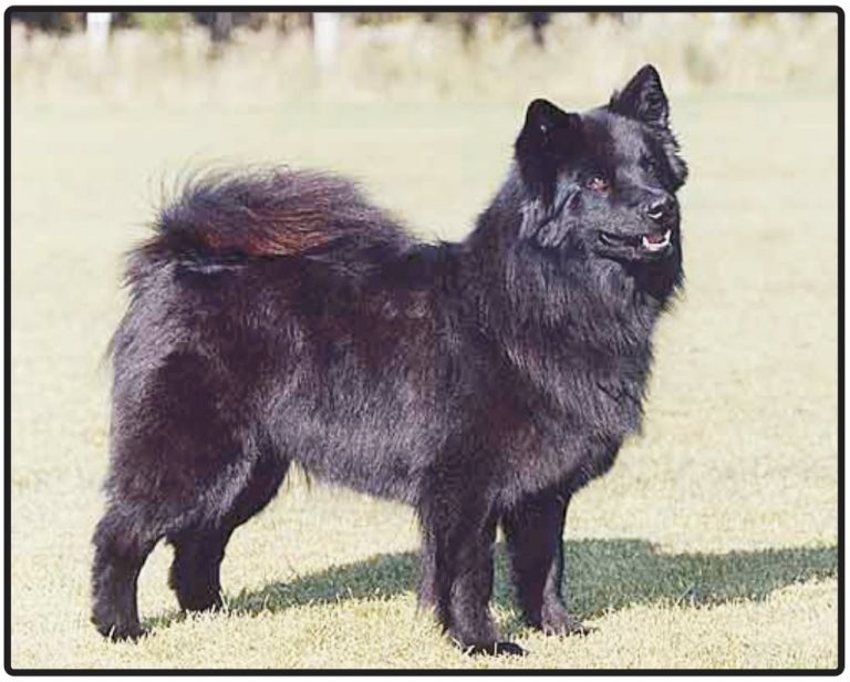 Finnish Lapponian Dog