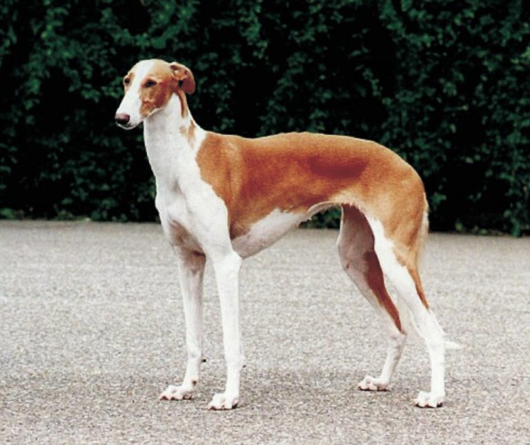 Polish Greyhound