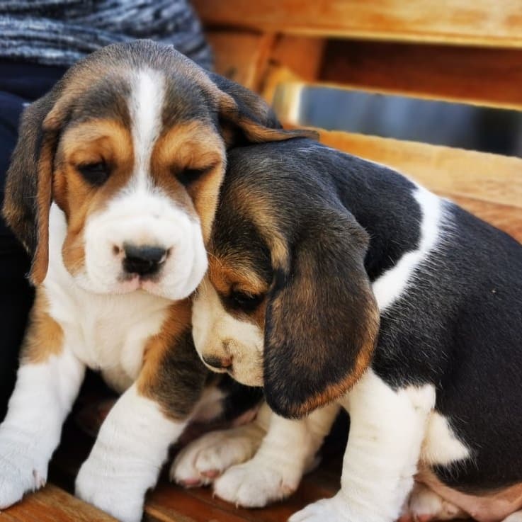 Beagle-Puppies for Sale