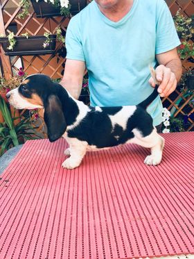 Basset Hound-Puppies for Sale