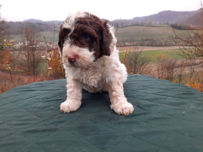 Spanish Water Dog-Puppies for Sale