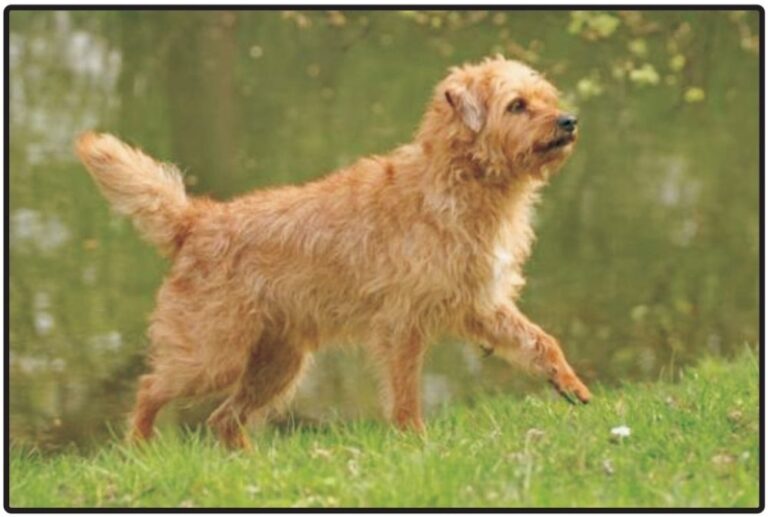 Dutch Smoushond (HOLLANDSE SMOUSHOND)-Puppies and Dogs for Sale