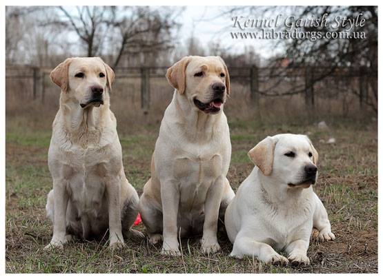 Odgajivačnica ,,Garish Style”