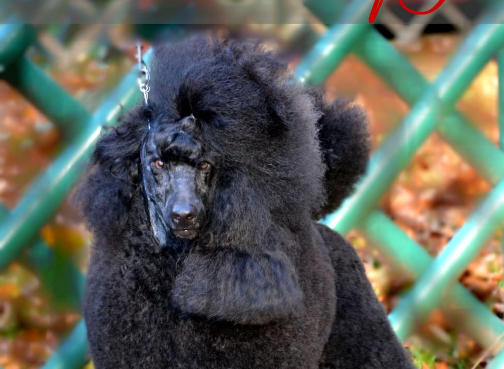 Otvoren za parenje-Xavano Nomen Est Omen “Noddy Jr”-srednja crna pudla