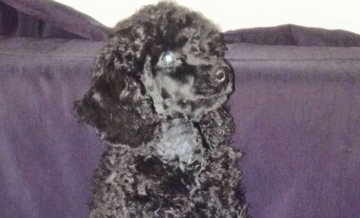 Prodaja štenaca-Srednja crna pudla