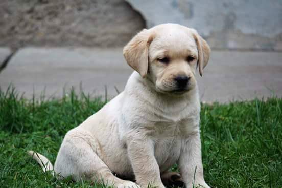 Prodaja štenaca-Labrador retriver