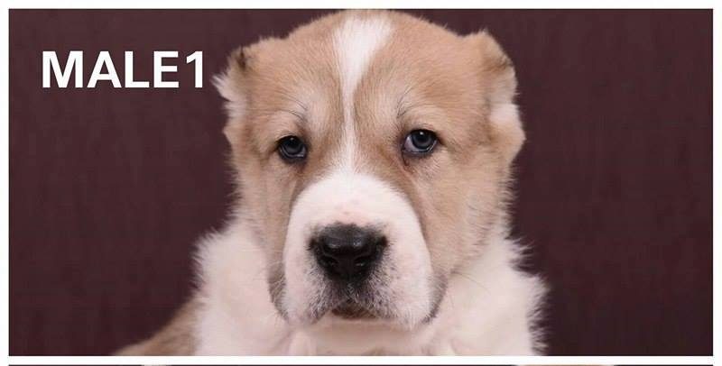 Prodaja štenaca-Srednjeazijski ovčar