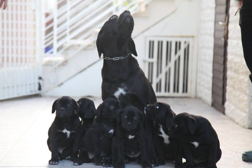 Prodaja štenaca-Kane korso